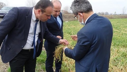 BUĞDAYDA SOĞUK ZARARI, NEDENLERİ VE ÖNERİLER