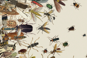 haserelere-sapka-tipi-tuzak