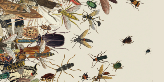 Haşerelere şapka tipi tuzak