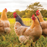 organik-tavukculuk-nedir-ne-degildir-