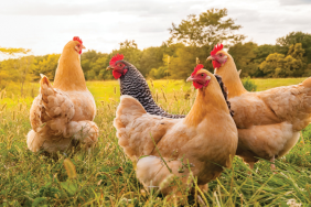 organik-tavukculuk-nedir-ne-degildir-