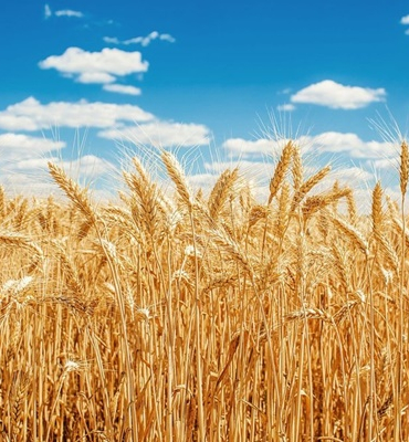 15616367_ml-wheat-field-min