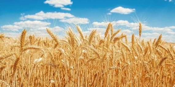 DÖNÜMDE 225 KİLOGRAM VERİM ALINIYOR