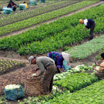 tarimda_uretim_kesintisiz_suruyor_h