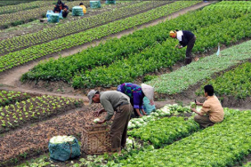 tarimda_uretim_kesintisiz_suruyor_h