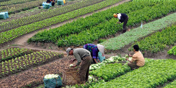 TARIMDA ÜRETİCİ FİYATLARI ARTTI