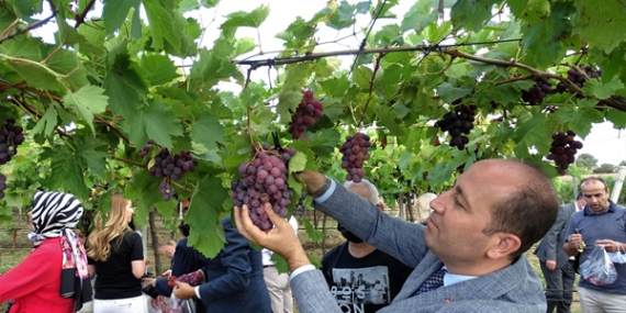 Üzüm Çeşit Tanıtımı ve Bağbozumu Etkinliği gerçekleştirildi.
