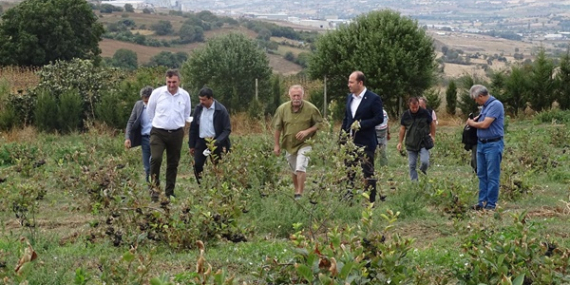 SÜLEYMANPAŞA’DA ARONYA HASADI BAŞLADI
