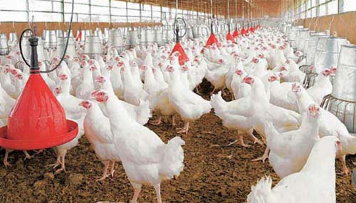 “TAVUK ETİ ÜRETİCİSİ BU FİYATLARLA KIŞI GEÇİREMEZ”