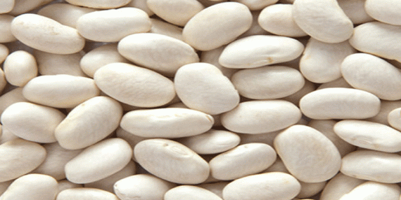 KONYADA KURU FASULYE ÜRETİMİ GELİŞİYOR