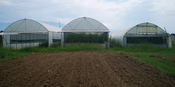 BOLUDA KADINLARIN KIRSALDAN KENTE GÖÇÜN AZALMASI İÇİN  6 SERA KURULDU
