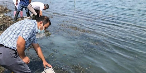 22 GÖLETE 450.000 ADET SAZAN YAVRUSU BIRAKILDI