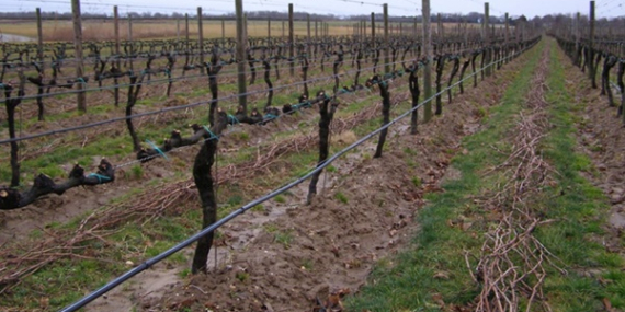 TEKİRDAĞ 1. ALTIN MAKAS BAĞ BUDAMA YARIŞMASI