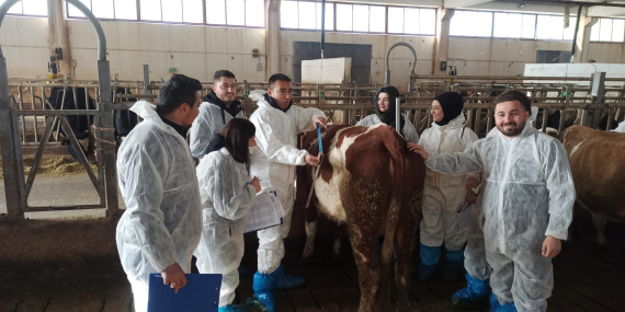 Simental Irkı Sığırlarda Tip Sınıflandırması ve Vücut Kondisyonu Değerlendirme Eğitimi Afyonkarahisar’da Gerçekleştirildi