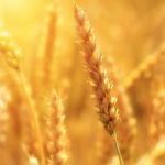 ciftci-vergi-iadesi-ne-zaman-odenecek-14655976_1256_amp