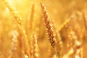 ciftci-vergi-iadesi-ne-zaman-odenecek-14655976_1256_amp