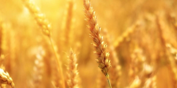 HİBE İÇİN SON BAŞVURU 28 ŞUBAT!