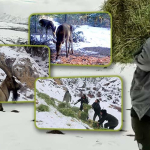 yemleme haberi vitrin