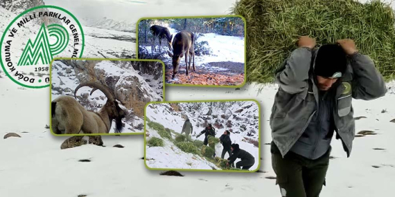 YABAN HAYATINA YEM DESTEĞİ