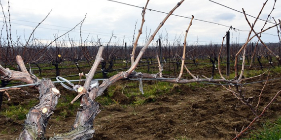 Tekirdağ’da 1. Altın Makas Bağ Budama Yarışması Yapıldı