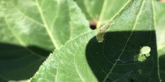 Özcan, “Tekirdağ’da ayçiçeklerde görülen çayır tırtılı zararlıları ile mücadele için gerekli izinler alındı.”