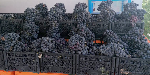 Antep Karası yaş üzüm Kooperatif Marketlerde