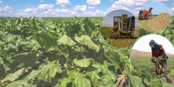 452 MİLYON LİRALIK PANCAR SÖKÜM AVANSI BUGÜN ÇİFTÇİLERİN HESAPLARINA AKTARILIYOR