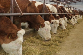 Sözleşmeli Besicilik Vitrin