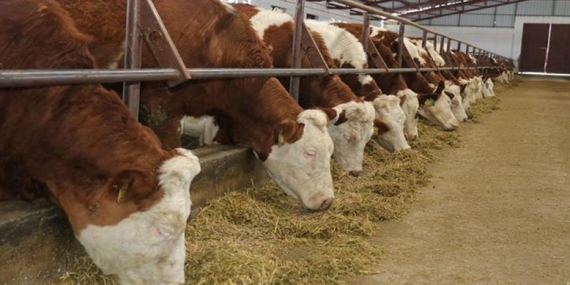 SÖZLEŞMELİ BESİCİLİKTE UYGULAMA ESASLARI BELİRLENDİ