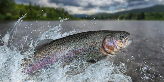 KİRİŞCİ, ALABALIK VE MİDYE YETİŞTİRİCİLİĞİ DESTEKLERİNİ ARTIRDIKLARINI BİLDİRDİ