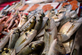 balikcilik_sektoru_2022