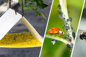 biyolojikmucadele2112022