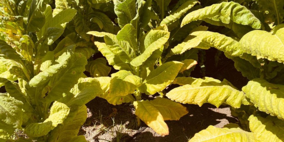 NETAFIM DAMLA SULAMA İLE TÜTÜN ÜRETİMİNDE YÜZDE 40’LIK REKOR VERİM ARTIŞI