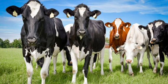 Düve Alım Desteği Başvuruları Devam Ediyor.