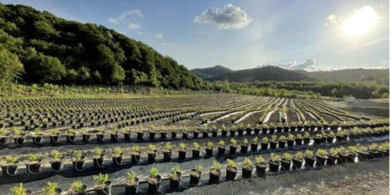 TOPRAKSIZ TARIM UYGULAMALARI HER GEÇEN GÜN ÇOĞALIYOR