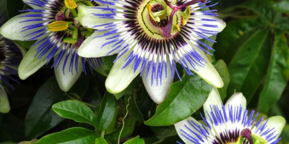 Pasifflora Meyvesi