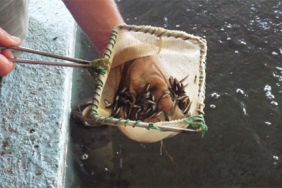 Yavru Balık salım Vitirin