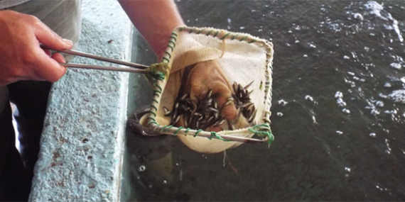 CUMHURİYETİN 100. YILINDA 100 MİLYON YAVRU BALIK KAYNAKLARA BIRAKILACAK