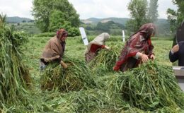 DÖRTLÜ KARIŞIM YEM BİTKİSİ YÜZLERİ GÜLDÜRDÜ