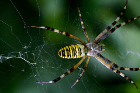 Amazon örümceklerinin esrarengiz dünyalarına gitmeye hazır olun.