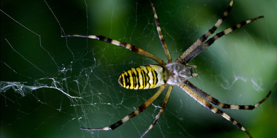 Amazon örümceklerinin esrarengiz dünyalarına gitmeye hazır olun.
