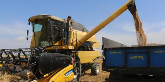 Bereketli Topraklarda Buğday Hasadı Başladı