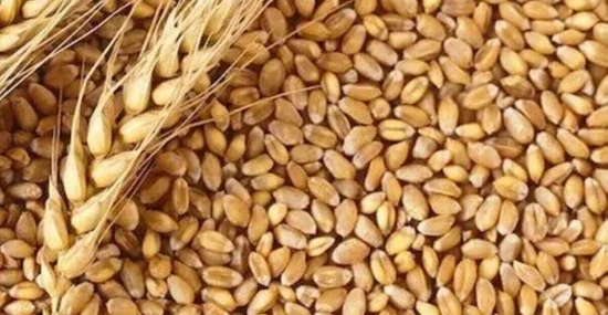 21 MİLYON TON BUĞDAY REKOLTESİ BEKLENİYOR