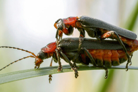 Hayvanların ilginç çiftleşme biçimlerini National Geographic görüntüledi.