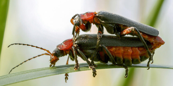 Hayvanların ilginç çiftleşme biçimlerini National Geographic görüntüledi.