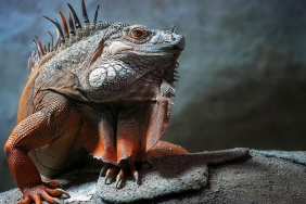 İguanalar ne kadar sürede renk değiştirebilir ? Detaylar burada…