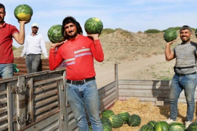 karpuzda_gecikmeli_hasat_1