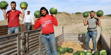 karpuzda_gecikmeli_hasat_1