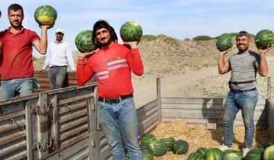 Karpuzda Geciken Hasat, Tadına Lezzet Kattı