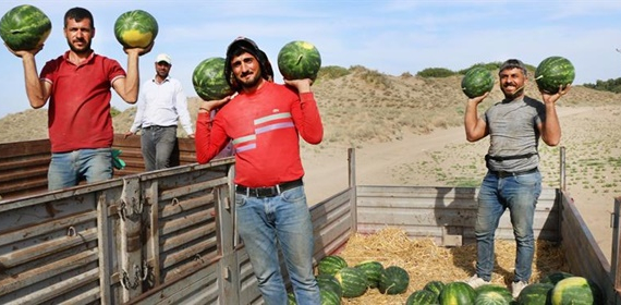 Karpuzda Geciken Hasat, Tadına Lezzet Kattı